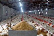 خسارت ۱۸۰۰ میلیاردی کرونا به تولیدات مرغ در مازندران