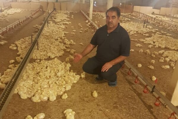مرغ گران تمام می‌شود؛ قیمت به حمایت دولت وابسته است 
