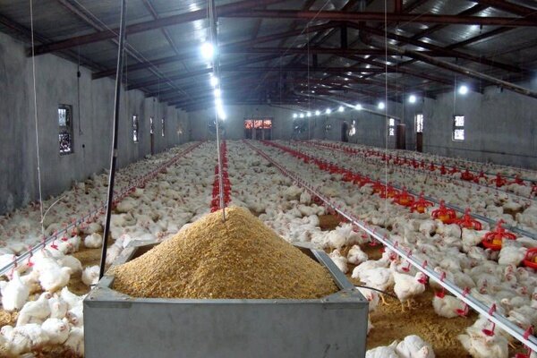 با حذف ارز ۴۲۰۰ تومانی صنعت مرغداری کوچک می شود| ادامه تخصیص ارز دولتی، تولید گندم را به چالش می کشد