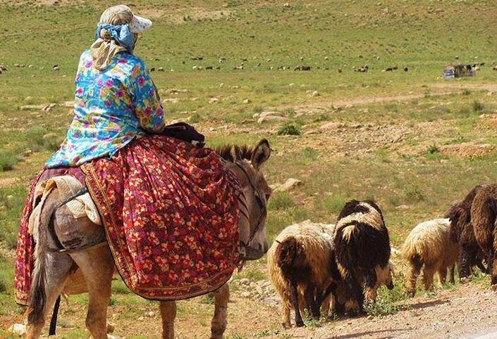 مشکلی برای تأمین نهاده دامی عشایر در استان سمنان وجود ندارد