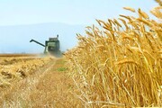 ۷۵ هزار تن گندم مازاد بر مصرف کشاورزان کهگیلویه و بویراحمد خرید تضمینی می شود