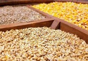 قیمت انواع نهاده های دامی و محصولات کشاورزی ۶ خرداد ۱۴۰۲