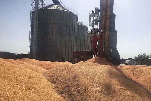 ۲۹ مرکز خرید گندم در استان سمنان راه‌اندازی می‌شوند 