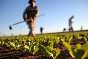 افزایش ۲ برابری مساحت شهرک های کشاورزی در آذربایجان غربی