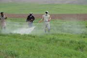 آغاز مبارزه با سن غلات در مزارع استان همدان