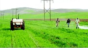 پیش بینی مبارزه با آفت سن در ۲۱۰ هزار هکتار از مزارع غلات آذربایجان غربی