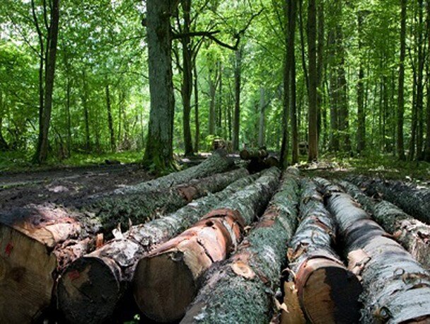 رهاشدگی ۳۰۰ هزار مترمکعب درختان افتاده؛ باروتی در دل جنگل