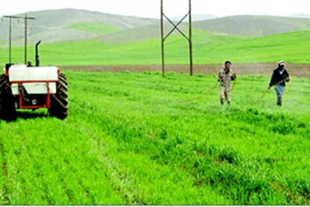 مقابله با آفت ملخ در ۲۵ هزار هکتار از مزارع کشاورزی زنجان انجام می‌شود