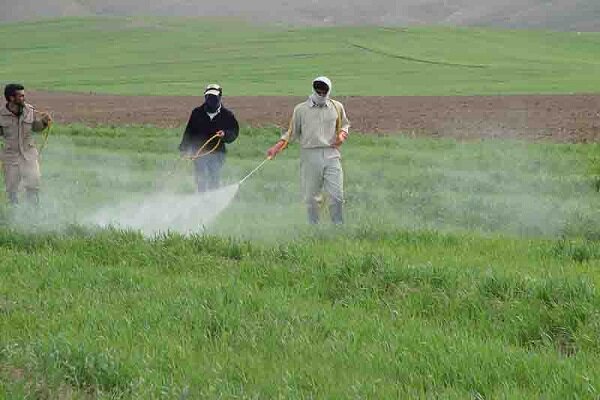 19188 سموم بی‌کیفیت آفت جان مزارع گلستان | جهاد کشاورزی تکذیب می‌کند