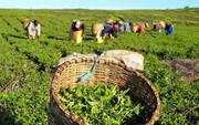 پیش بینی برداشت ۱۳۰ هزار تن برگ سبز چای در شمال کشور