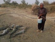 مردی که تمساح پرورش می دهد/ بومگردی نجات دهنده اقتصاد جنوب کشور