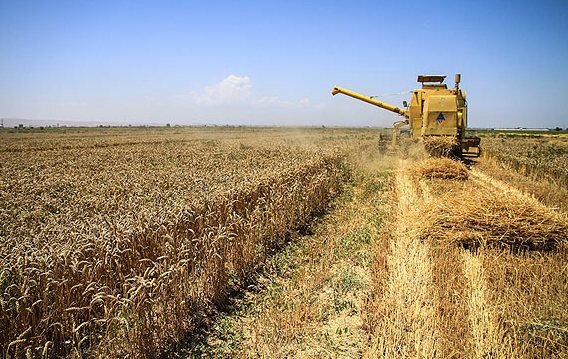پیش بینی خرید ۱۰.۵ میلیون تن گندم مازاد بر نیاز کشاورزان