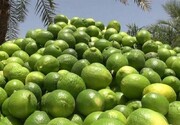 برداشت لیمو ترش در راسک آغاز شد/ پیش‌بینی برداشت ۳۸۰ تن محصول