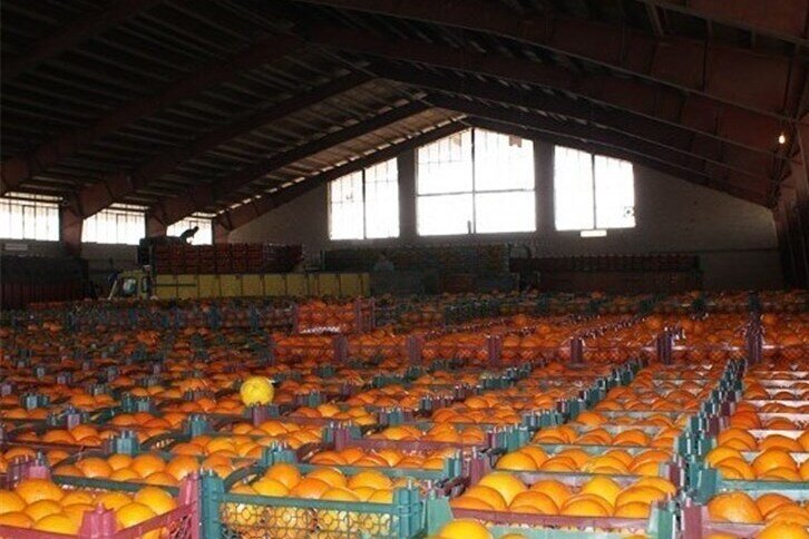 ضرورت توجه به صنایع تبدیلی و کاهش ضایعات محصولات کشاورزی و باغی