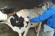 ۵۱۹ هزار نوبت سر دام در استان همدان علیه بیماری‌های واگیر واکسینه شدند