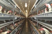 ۴۰ درصد ظرفیت سالن‌های پرورش مرغ تخم‌گذار خراسان رضوی خالی است