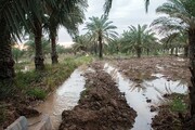 خسارت سیل ۹۸ کشاورزان اهوازی کامل پرداخت نشد