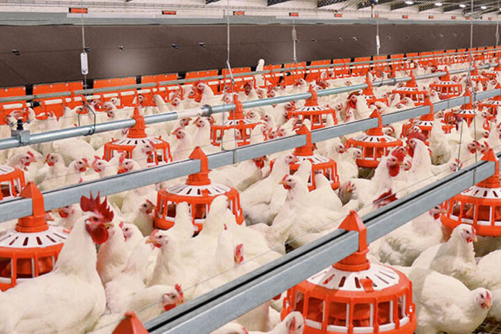 کاهش گوشت مرغ در بازار در صورت عدم تامین نهاده