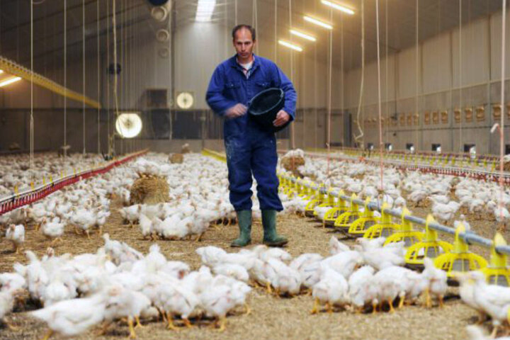20032 - دولت ناتوان از خرید مرغ مازاد/ دپوی نهاده؛ بزرگترین چالش روز مرغداران