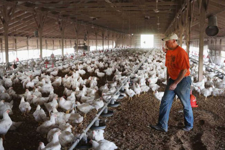 ۵۰۰ تن مرغ از مرغداران ایلام خریداری می شود