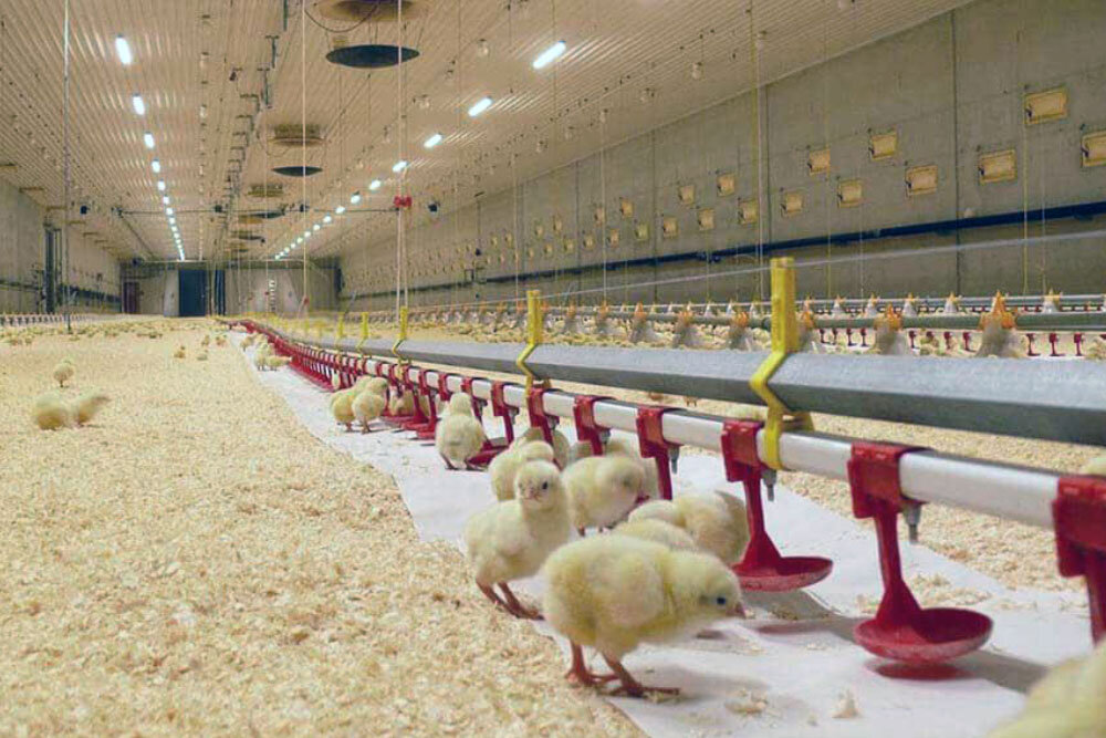 پای بازار سیاه به نهاده‌های دامی باز شد | تولید گوشت و مرغ روی لبه تیغ 