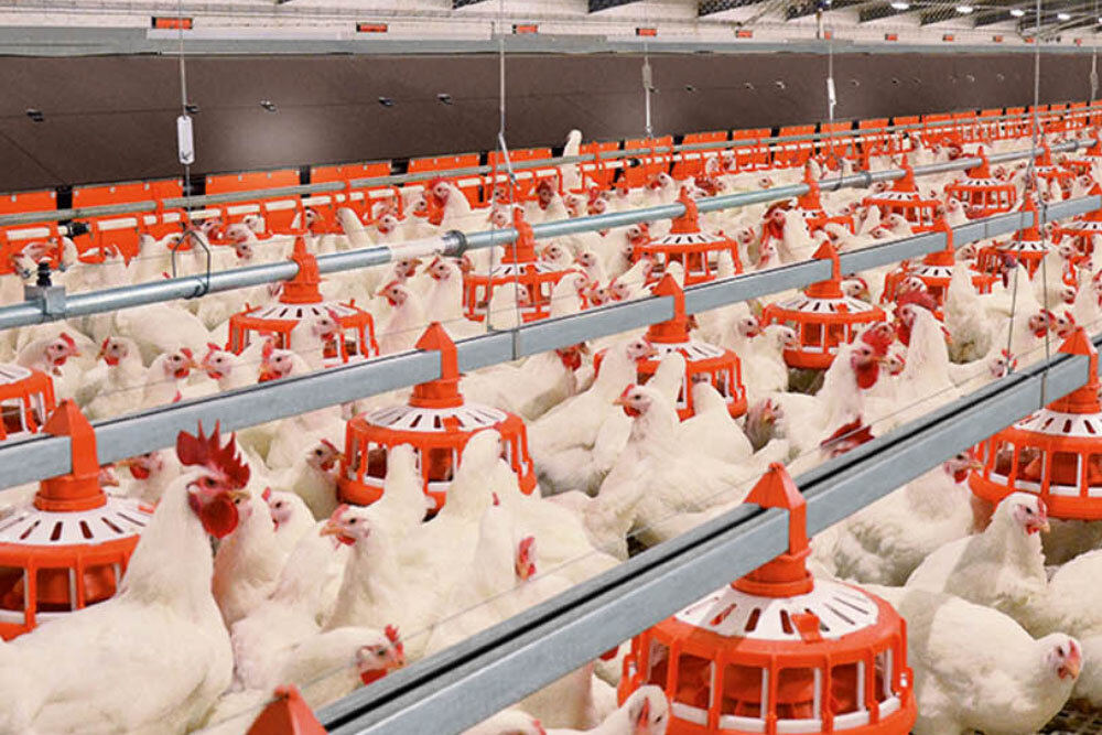 کاهش تخلف مرغداران با اتصال بازارگاه به سامانه اطلاعات کشتارگاه‌ها