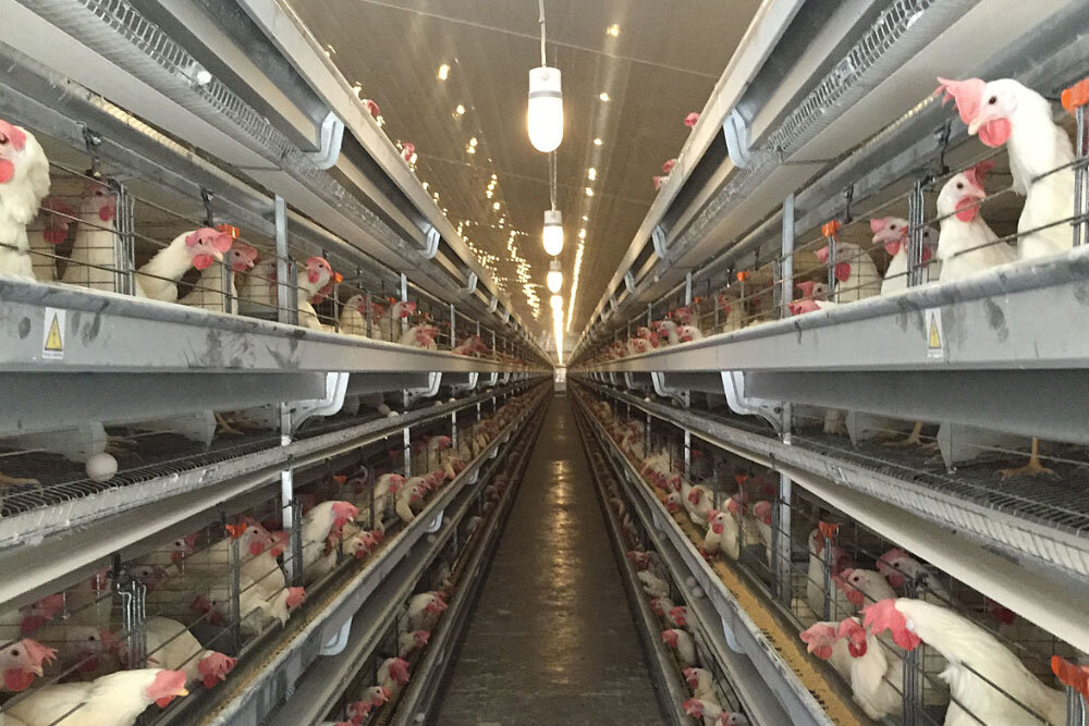 چالش هایی که صنعت تخم مرغ را از صادرات به واردات کشاند/ انتقاد از برخی نارسایی های «بازارگاه»