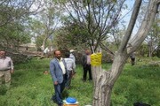 «سرشاخه کاری» راهی برای جوان سازی درختان گردو