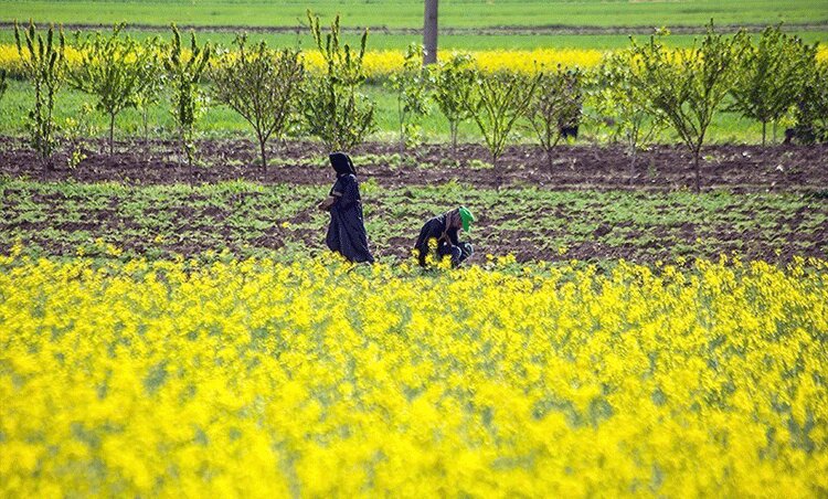 توزیع بذر کلزا و خرید حبوبات کشاورزان آذربایجان شرقی