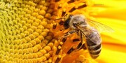 رونق صنعت زنبورداری باتکنولوژی های جدید/ مشکل صادر نشدن عسل های ایرانی چیست ؟