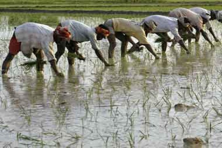 اپلیکیشن برای ارتباط کشاورزان هندی به زنجیره تأمین