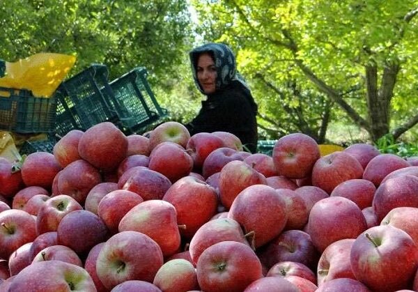 کم رغبتی کشاورزان آذربایجان شرقی به بیمه محصولات