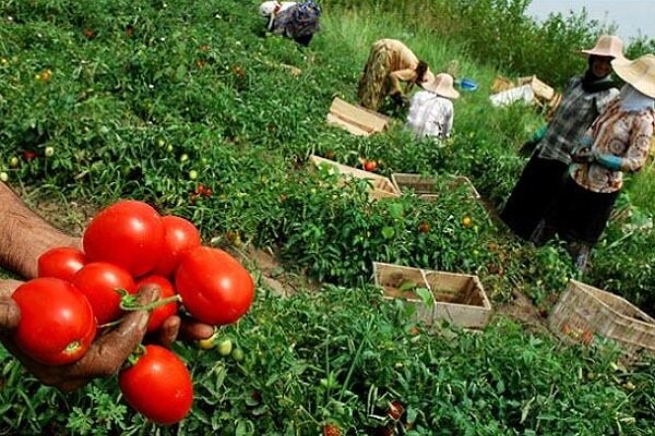 محصولات کشاورزی آذربایجان‌شرقی به ۵۴ کشور صادر شد