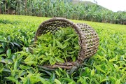 باغات چای گیلان به انرژی خورشیدی مجهز شد/ اشتغال ۴۴۰ هزار چایکار