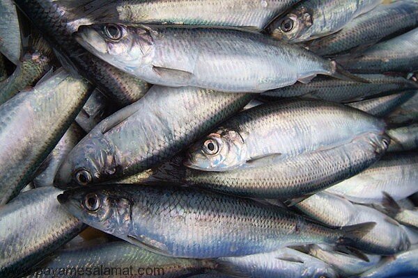 قیمت انواع ماهی ۱۴ آذر ۱۴۰۲