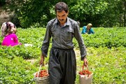 کردستان بهشت کشاورزی ایران زمین/جهش صنایع تبدیلی لازمه صادرات