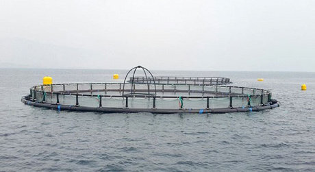 تامین ارز مورد نیاز طرح پرورش ماهی در دریا 