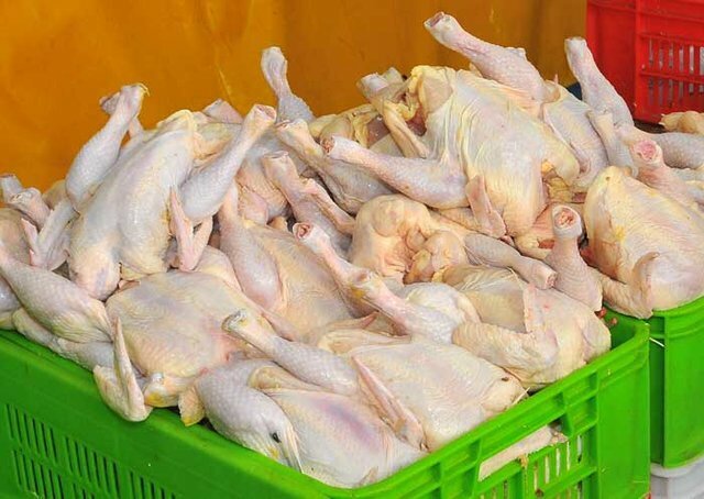 صادرات مرغ از مازندران نظام مند شود