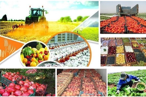 ۴۵ هزار تن از محصولات کشاورزی زنجان تبدیل به فرآورده می‌شود