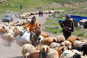 عشایر استان سمنان ۱۷ هزار تن شیر و لبنیات تولید کردند