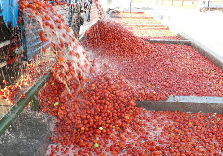 ایران در زمره تولیدکنندگان بزرگ گوجه فرنگی دنیا