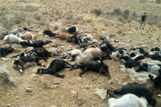 سیلاب ۶۰۰ راس گوسفند را در نوشهر تلف کرد
