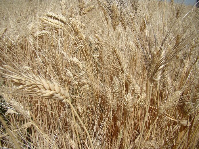 ۲۵۰ هزار تن گندم از کشاورزان قزوینی خریداری می‌شود