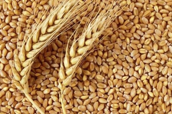  ۲۴۱۳ تن بذر اصلاح شده گندم و جو بین کشاورزان مشهد توزیع شد