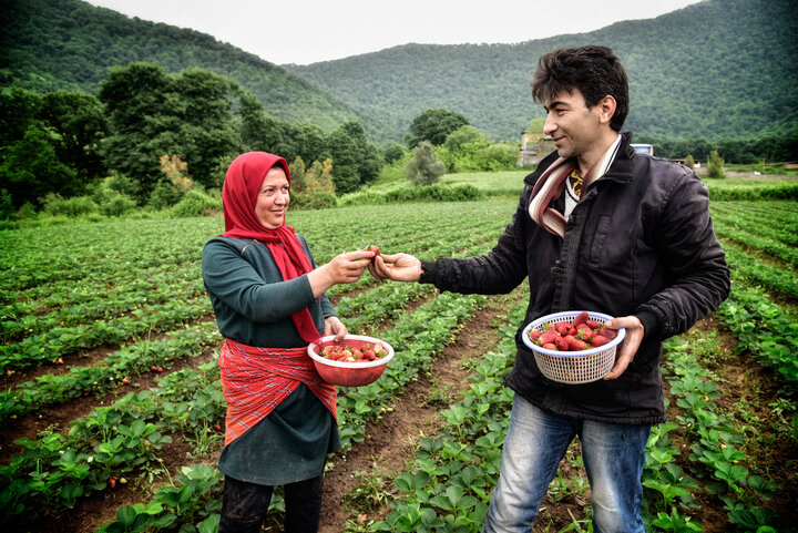 گلستان سومین تولید کننده توت فرنگی در کشور است