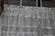 سوسک سیاه گندم آسیبی به مزارع کشاورزی نمی‌رساند/ حمله سوسک‌ها به منازل مسکونی