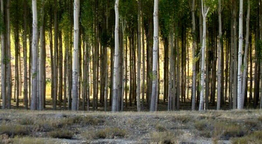 توسعه ۳۰ هزار هکتاری زراعت چوب در سال جهش تولید