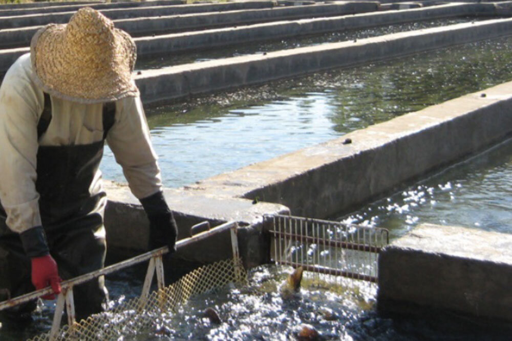 سالانه یک هزار و ۵۰۰ تن ماهی قزل‌آلا در کرمان تولید می‌شود