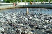 رونق آبزی‌پروری در قلب کویر؛ ماهی‌ها در سبد جهش تولید صید می‌شوند