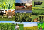 افزایش نرخ تورم تولیدکننده زراعی